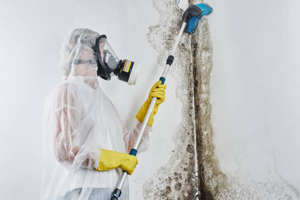 Best Mold Damage Restoration  in Sharpsburg, PA